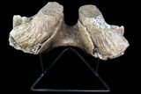 Wide Woolly Mammoth Lower Jaw With M Molars #87475-3